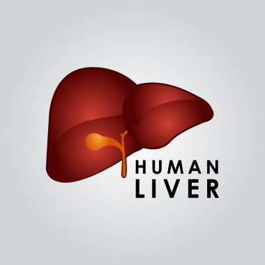 İnsan Karaciğeri Sanat Vektörü İllüstrasyonu. Tıp Tasarımı Arkaplanı
