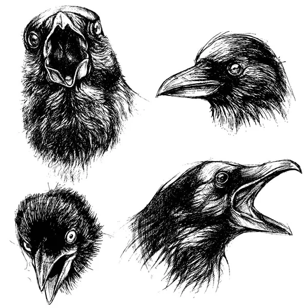 Crow head drawing line work vector — Stock Vector