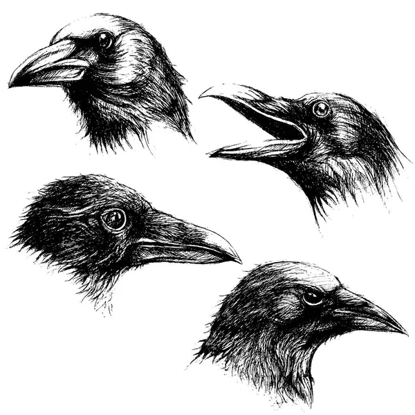 Crow cabeza dibujo línea vector de trabajo — Vector de stock