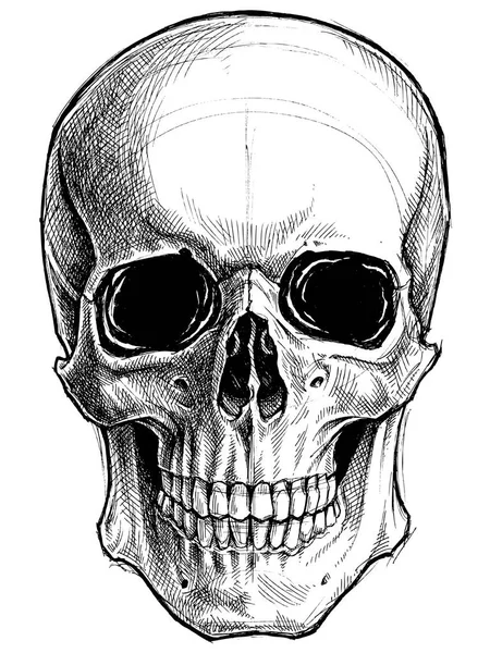 頭蓋骨の図面線作業ベクトル. — ストックベクタ