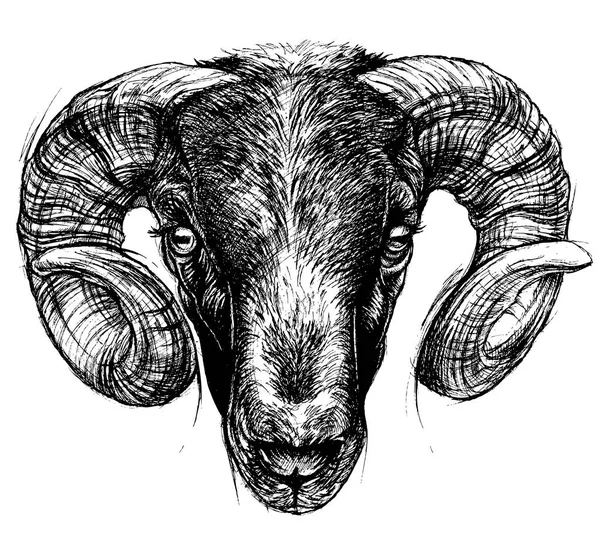 Ram Head Dessin ligne de travail . — Image vectorielle