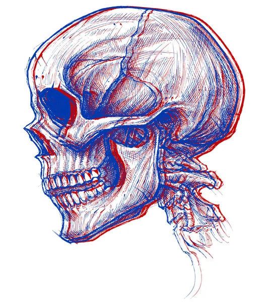 頭蓋骨 3 d イラスト — ストックベクタ