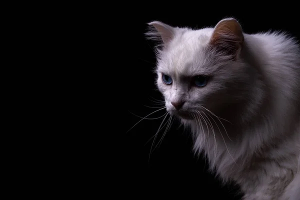 Witte Kat Met Blauwe Ogen Een Zwarte Achtergrond — Stockfoto