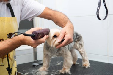 Yorkshire köpeği kırpıcıyla saçını kestirirken kameraya bakıyor.