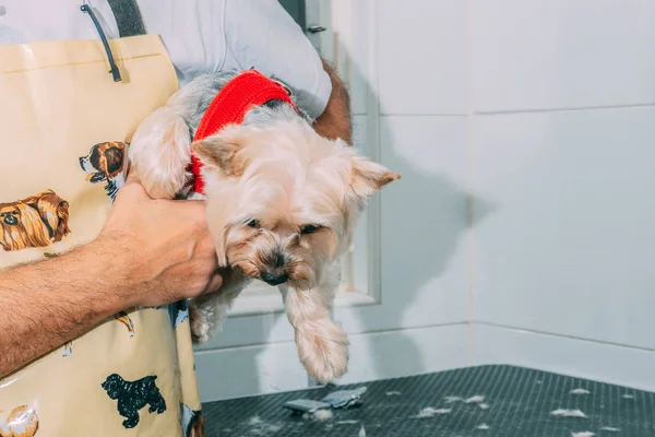 Adorável Yorkshire Nos Braços Cabeleireiro Que Acabou Cortar Cabelo — Fotografia de Stock