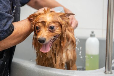 Bir köpek kuaföründe banyo yaparken sevimli, mutlu bir köpek.