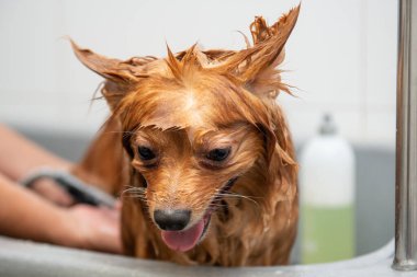 Köpek tımarında banyo yaparken sevimli küçük bir köpek.