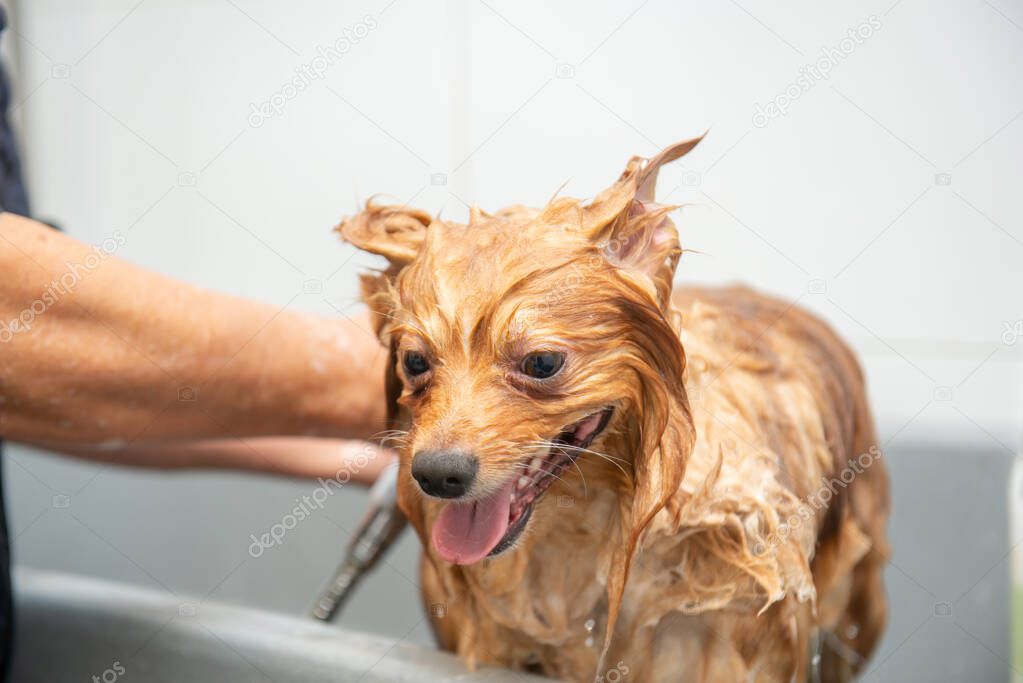 Lovely small dog during a bath in a dog groomer.Copy space