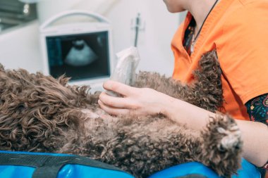 Kahverengi bir köpeğe ultrason yapılıyor.