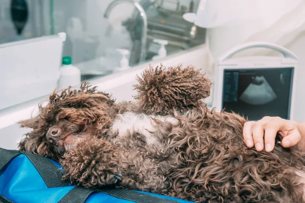 Quiet brown dog in the vet\'s office while having an ultrasound