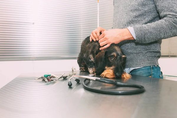 Scared dog in front of a stethoscope held by its owner in a veterinary clinic.Copy space