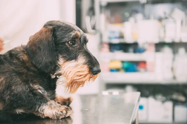 Scared dog on veterinary clinic table with unfocused background