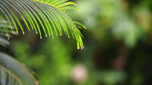Hermosas hojas de palmeras verdes de las que caen gotas de agua de lluvia . — Vídeo de stock