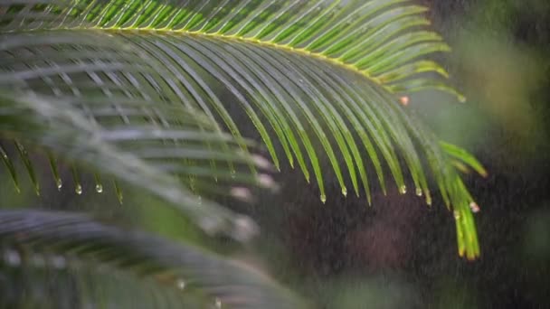 Fint regn faller på palmblad med varma toner orsakade av mjuka solstrålar — Stockvideo