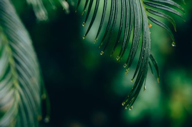 Bir palmiye ağacının ıslak yaprağından düşmek üzere olan hassas yağmur damlaları. Odaklanmamış arka plan. Uzayı kopyala Doğadaki güzellik ve basitlik kavramı