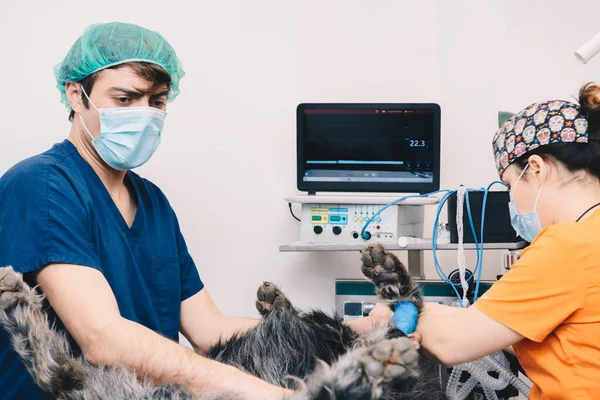 Vets preparing a dog for surgery