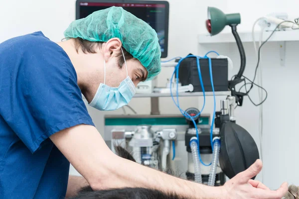 Veterinario Preoccupato Prima Operare Cane Gravemente Malato — Foto Stock