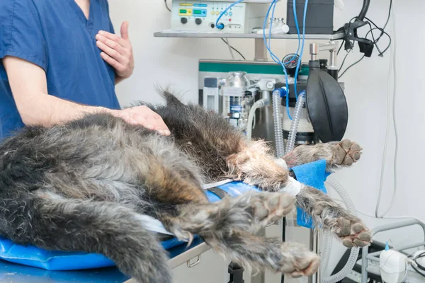 Dog lying on a veterinary clinic operating table