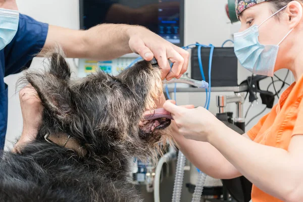 Female vet in the operating room checks a dog\'s mouth while her assistant holds its head.