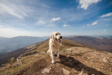 Dağın tepesindeki köpek.