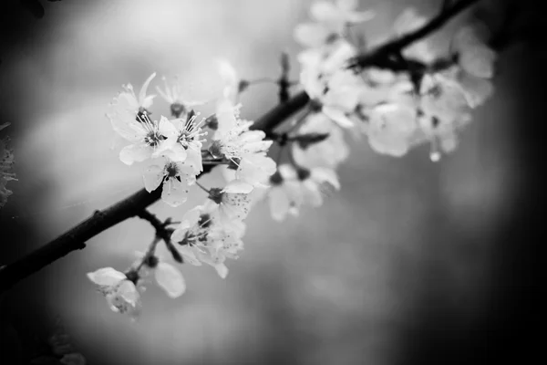 Rama de flor de cerezo — Foto de Stock