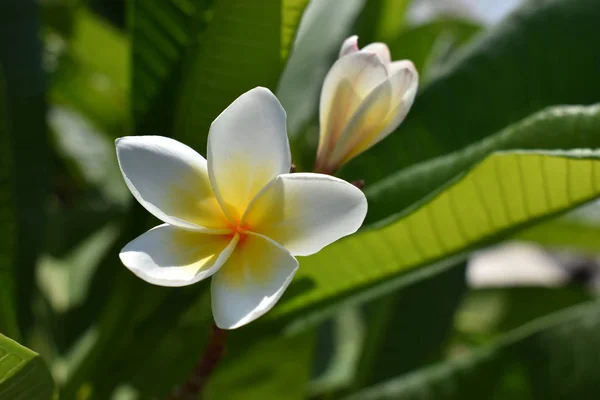 Yasemin yeşil yaprakları ve çiçekleri