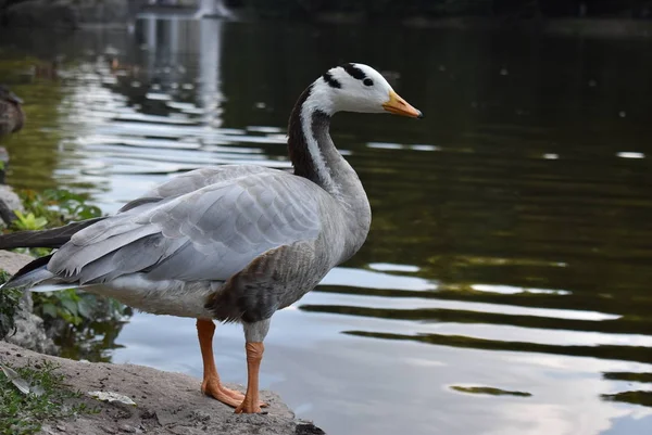 Uman 'da bir ördeğin portresi 
