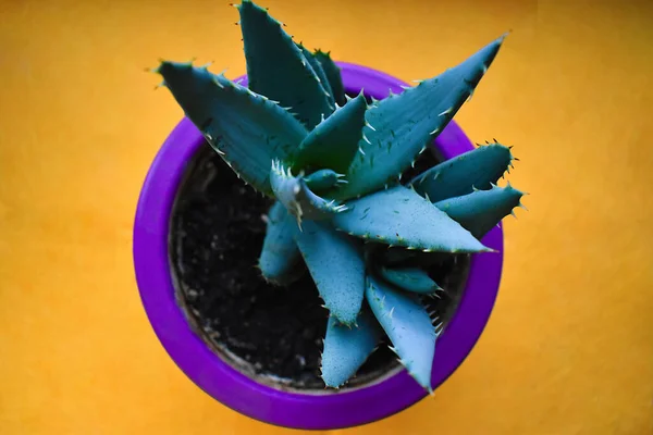 Yeşillikte bitki yetiştirme