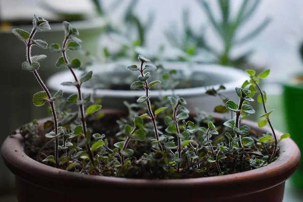 Limon merhemi tencerede yetişir.