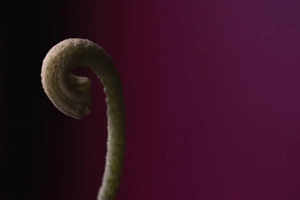 güzel yeşil tek çiçekli bitki