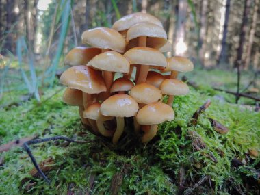 Orman makro fotografında mantarlar. Ağaç