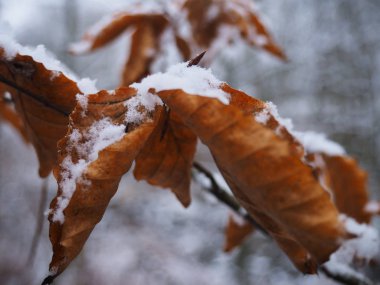 Snoey Ormanı 'ndaki makro yaprakların fotoğrafı. Bokeh etkisi