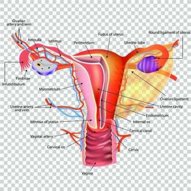 kadın üreme sistemi. vektör çizim
