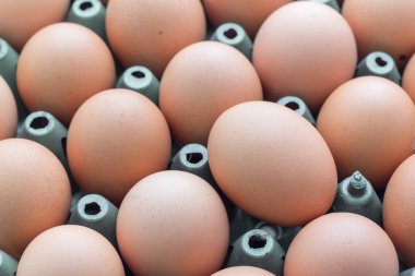 Yumurta ile plastik kasalar