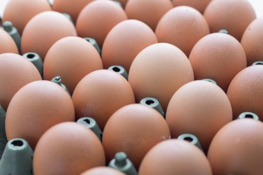 Yumurta ile plastik kasalar