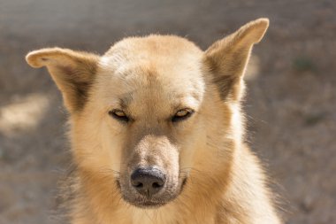 sıcak bir günde Tay köpek