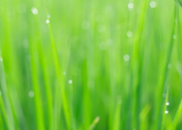 Blur green background with bokeh — Stock Photo, Image