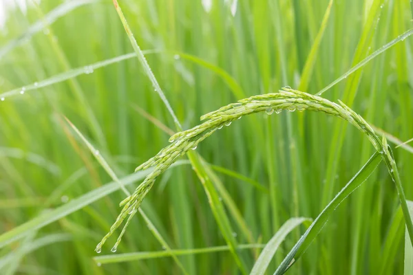 Young rice spike in paddy field — Stock Photo, Image