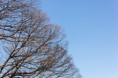 Kışın kuru ağaç dalları