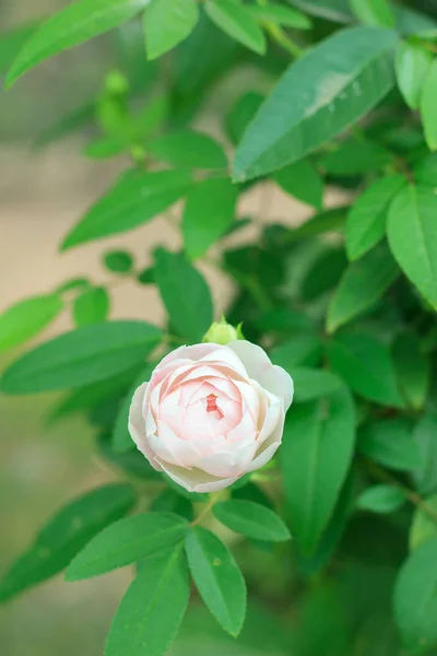 Zartrosa Rose blüht — Stockfoto