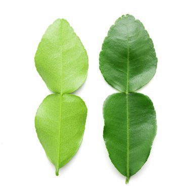 Bergamot yaprak beyaz arka plan üzerinde