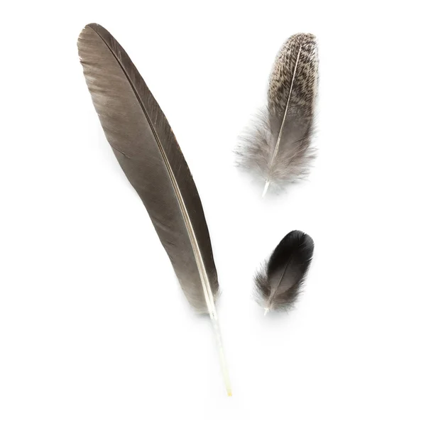 Различные перья, изолированные на белом — стоковое фото