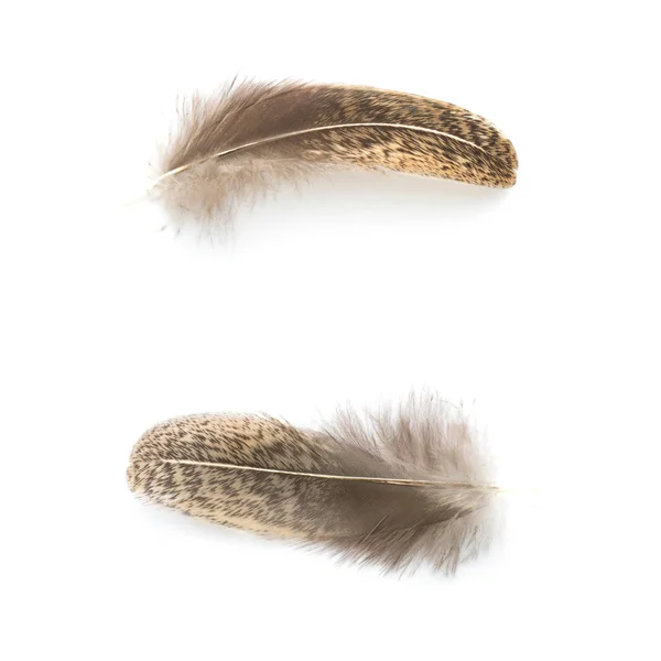 Chicken feather isolated on white in top view — Stock Photo, Image