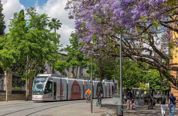 Jaro Čas Španělském Městě Seville Jacaranda Stromy Jacaranda Mimosifolia Kvete — Stock fotografie