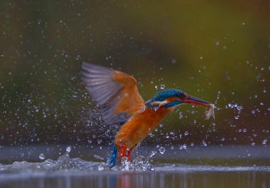 A kingfisher surfaces after diving with water a fish in its beak