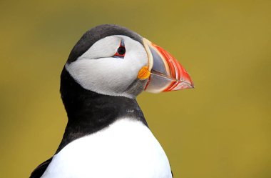 The head & beak of an Atlantic Puffin