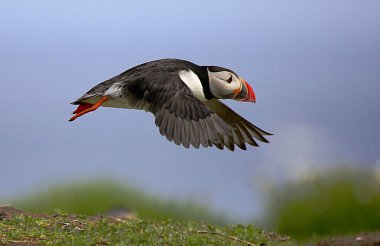 Uçuş Atlantik bir martı