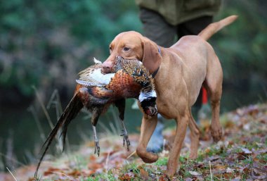 a gun dog carries a dead pheasant in its mouth in a countryside setting, with autumn leaves on the ground