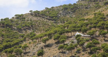 A lone white-washed church on a tree-covered mountainside, Spain