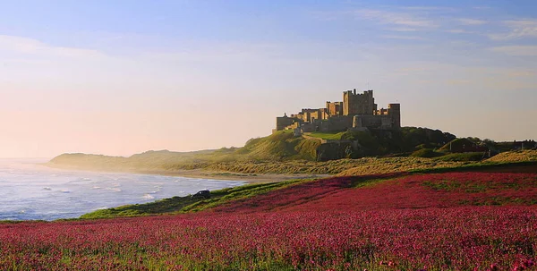 Bamburgh Castle & the pink Campions